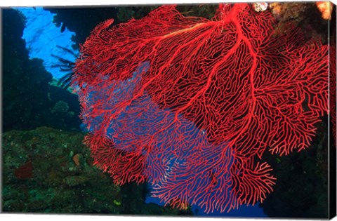 Framed Gorgonian Sea Fan, Viti Levu Fiji Print