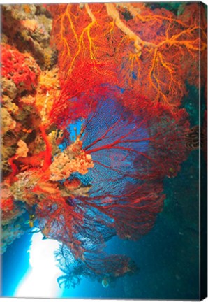 Framed Gorgonian Sea Fan, Marine life, Fiji Print