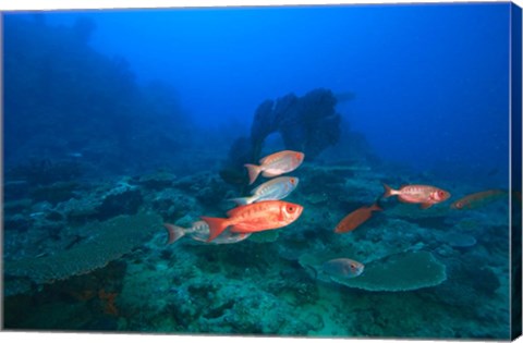 Framed Bigeye Fish near Beqa Island, Viti Levu, Fiji Print