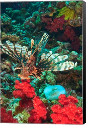 Framed Lionfish, Rainbow Reef, Taveuni Island, Fiji Print