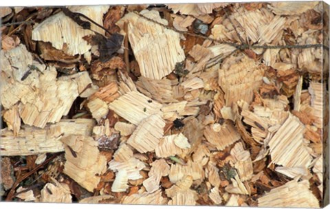 Framed Wood Chips on a TPL Property, Goshen, Connecticut Print