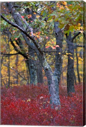 Framed Blueberries in Oak-Hickory Forest in Litchfield Hills, Kent, Connecticut Print