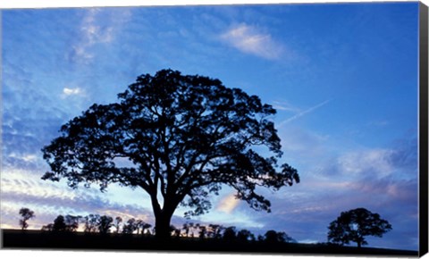 Framed Oak Trees at Sunset on Twin Oaks Farm, Connecticut Print