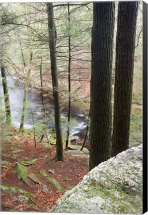 Framed Forest of Eastern Hemlock Trees in East Haddam, Connecticut Print