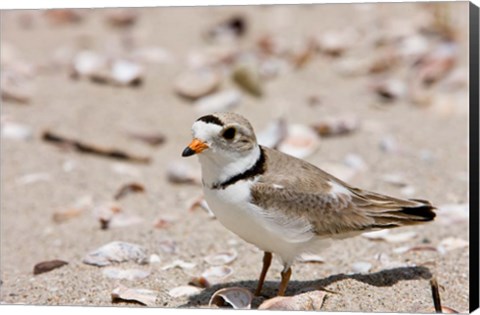 Framed Piping plover, Long Beach in Stratford, Connecticut Print