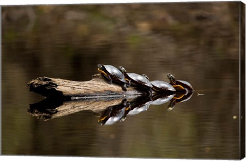 Framed Eastern Painted turtles, Farmington River, Tariffville, Connecticut Print