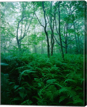 Framed Forest Ferns in Misty Morning, Church Farm, Connecticut Print