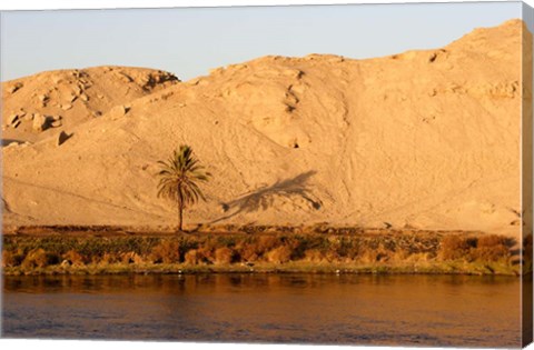 Framed Palm Tree on the Bank of the Nile River, Egypt Print