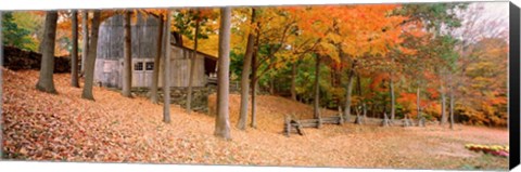 Framed Trees On A Hill, Connecticut Print