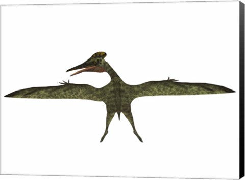 Framed Flying Pterodactylus Print