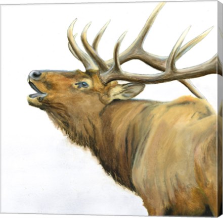 Framed Majestic Elk Brown Crop Print