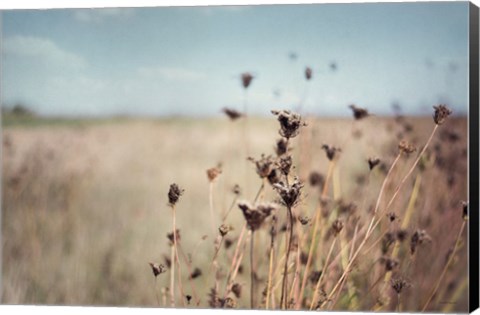 Framed Falling Queen Annes Lace I Crop Print