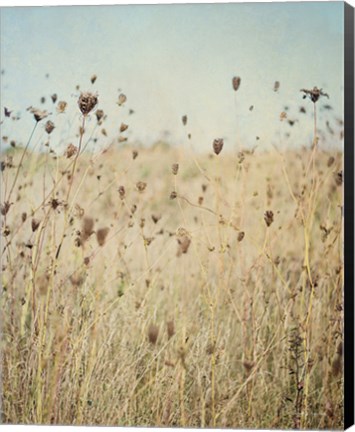 Framed Falling Queen Annes Lace II Crop Print