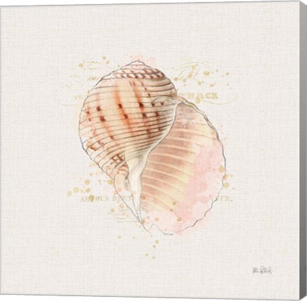 Framed Shell Collector V Print