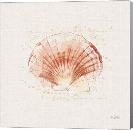 Framed Shell Collector IV Print