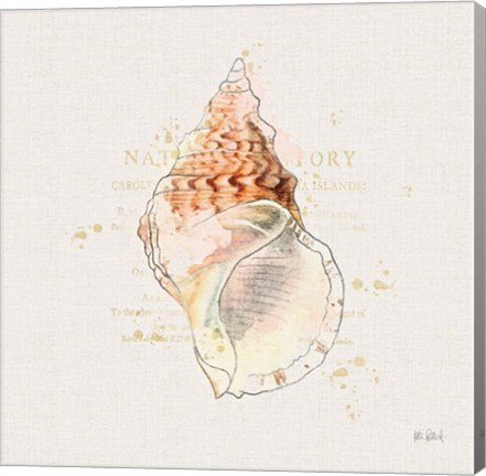 Framed Shell Collector III Print