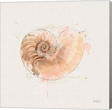 Framed Shell Collector II Print