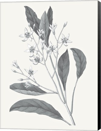 Framed Neutral Botanical V Print