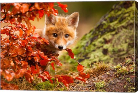 Framed Fox Print