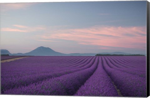 Framed Lavender Field Print