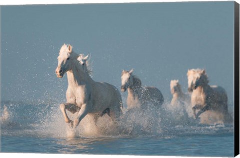 Framed Angels Of Camargue 2 Print