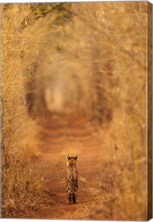 Framed Tiger In The Tunnel Print