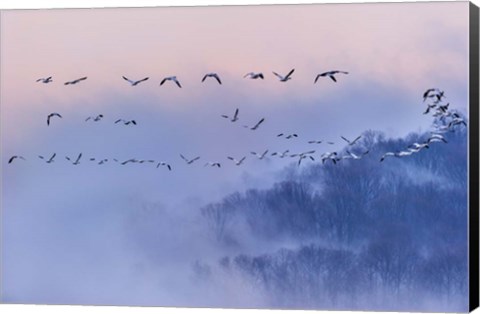 Framed Snow Geese Print