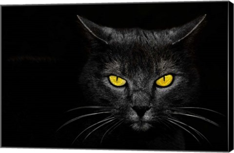 Framed Black Cat Print