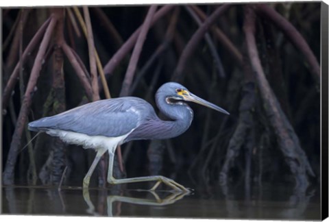 Framed Stalking in The Mangroves Print