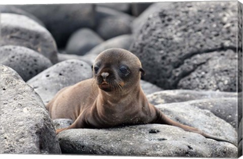 Framed Galapagos Sea Lion Pup Print