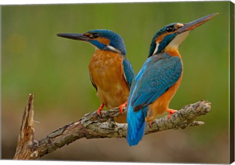 Framed Kingfisher Print