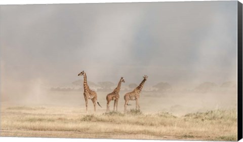 Framed Weathering The Amboseli Dust Devils Print