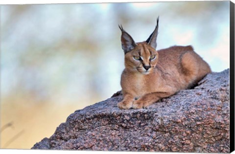 Framed Caracal Print