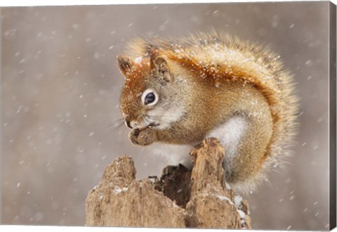 Framed Squirrel in a Snow Storm Print