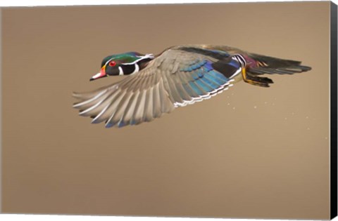 Framed Wood Duck Print