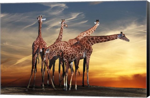 Framed Giraffes Print