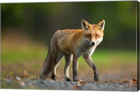 Framed Red Fox Print