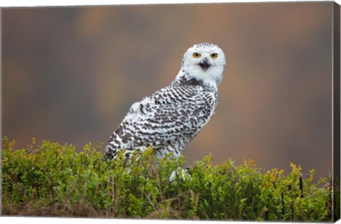 Framed Snowy Owl Print