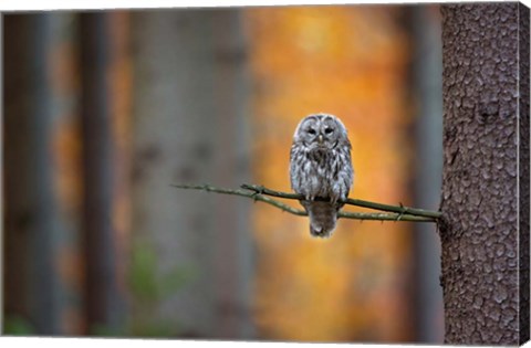 Framed Tawny Owl Print