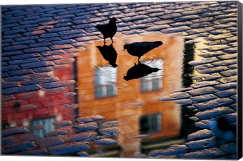 Framed Pigeons Print