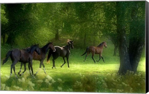 Framed Running Horses Print