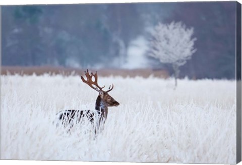 Framed Fallow Deer In The Frozen Winter Landscape Print