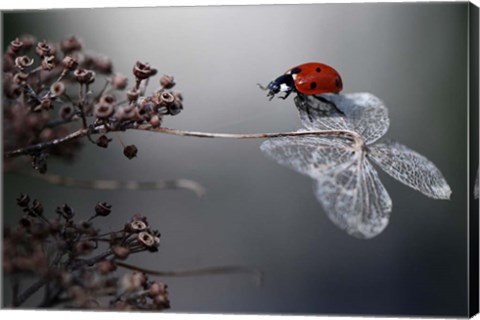 Framed Ladybird On Hydrangea Print