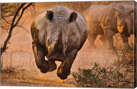 Framed Rhino Learning To Fly Print