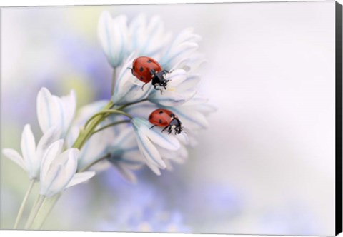 Framed Ladybirds Print