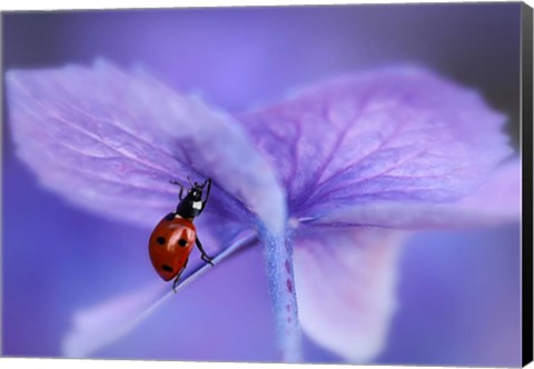 Framed Ladybird On Purple Hydrangea Print