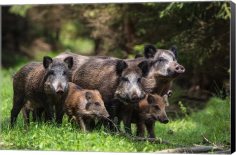 Framed Wild Boar Family Print