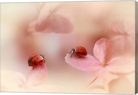 Framed Ladybirds On Pink Hydrangea Print