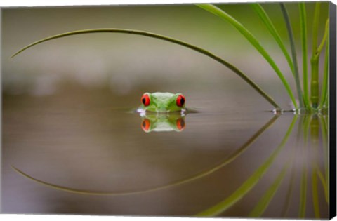 Framed Beauty Of Reflection Print