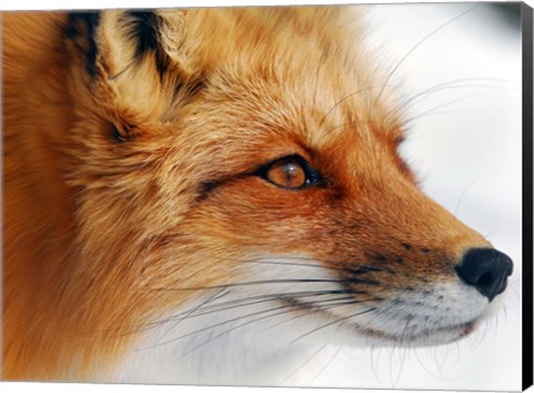 Framed Red Fox Print
